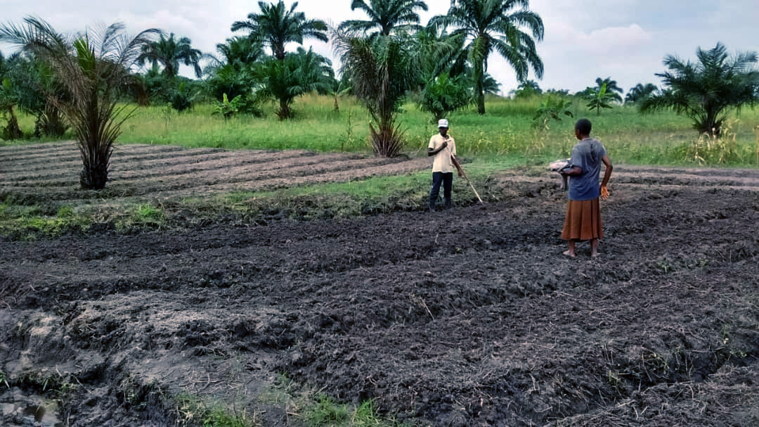 En 2025 : Dans le village de Mbumbu, Province de Kinshasa, Madeleine Makisu et son mari préparent la terre pour la culture de légumes biologiques