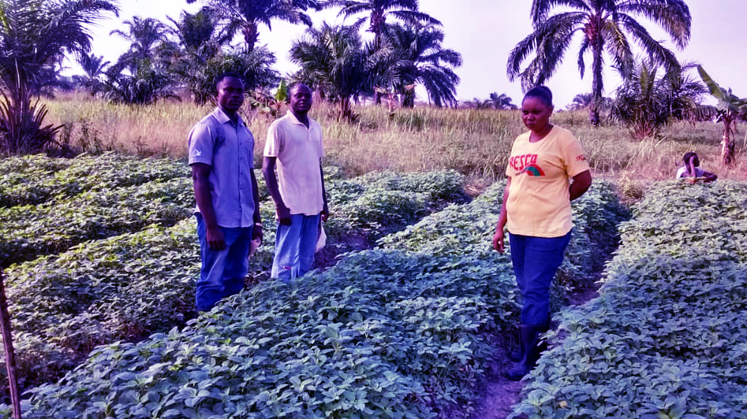 Village de Bandalungwa en 2025 dans le district de Funa : Sophie Nzuzi reçoit les membres de la coopérative qui iront écouler sa récolte à la ville